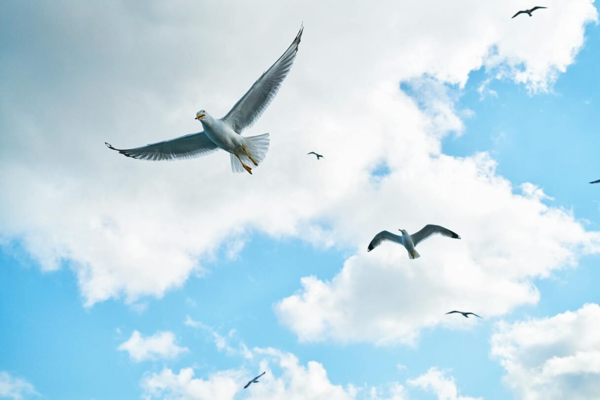 soaring seagulls in the sky