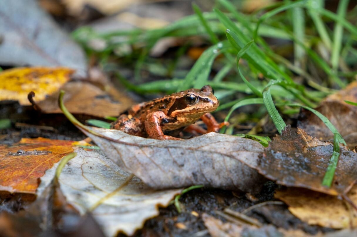 close up shot of a brown frog on a dry leaf